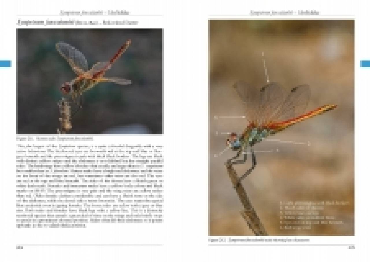 The Dragonflies of Corfu